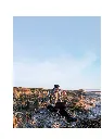 美规草地.webp